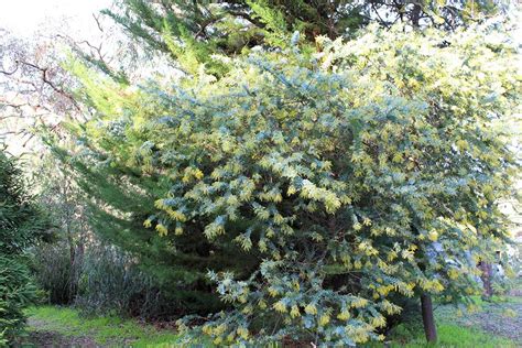 植栽 種類|庭木におすすめの種類40選と上手な選び方！花が咲く木やおしゃ。